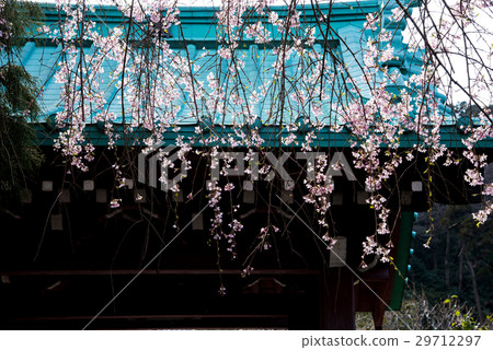 Kamakura Karihoji Branded cherry tree 29712297