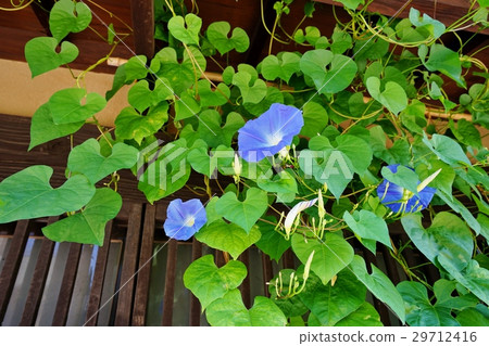 Morning glory 29712416