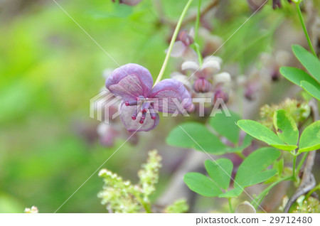 Akebi flower _ 1 29712480