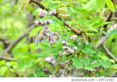 Akebi flower _ 2 Akebi flower _ 2 29712481