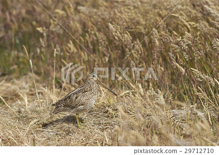 Magellanic Snipe Magellanic Snipe 29712710