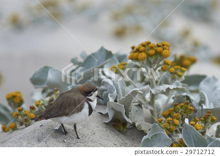 Two-banded Plover 29712712