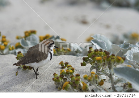Two-banded Plover Two-banded Plover 29712714