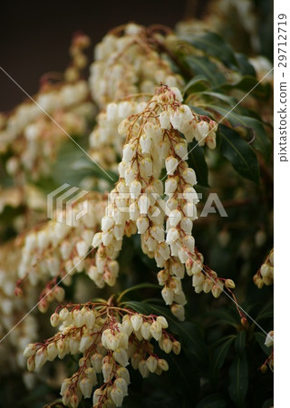 阿塞比花 29712719