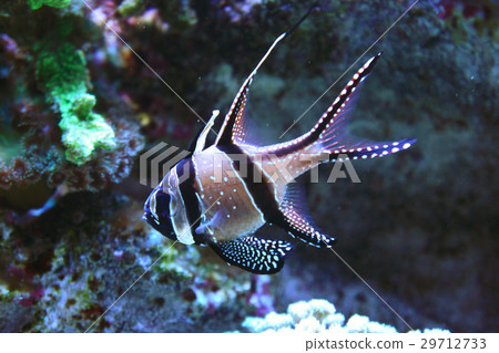 Puterapogon ・ Cowderny 29712733