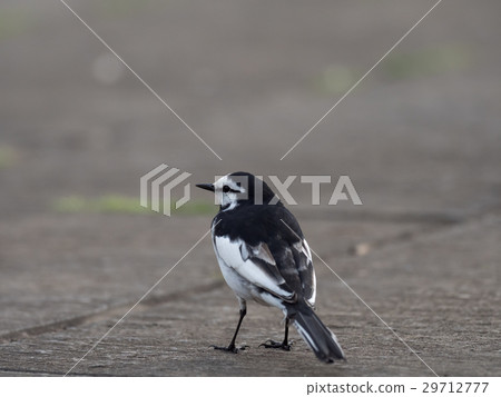 Walking cherry tree 29712777