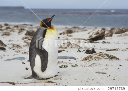 King Penguin on a sandy beach King Penguin on a sandy beach 29712789