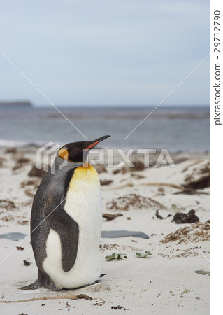 King Penguin on a sandy beach King Penguin on a sandy beach 29712790
