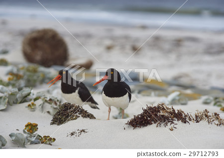 Magellanic Oystercatchers  29712793