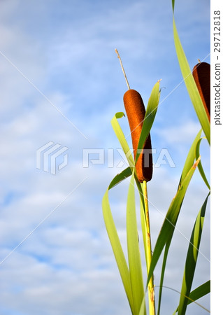 Spike of a girl and autumn sky 29712818