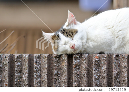 Cats sleep cute soundly Cats sleep cute soundly 29713339