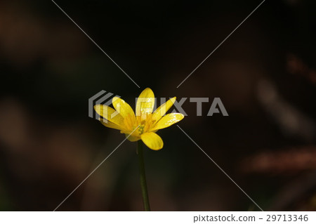 Himekirukka Himekirukka 29713346