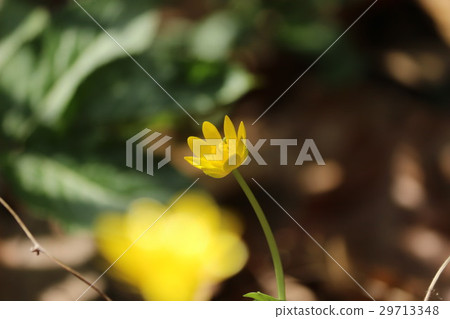 Himekirukka Himekirukka 29713348