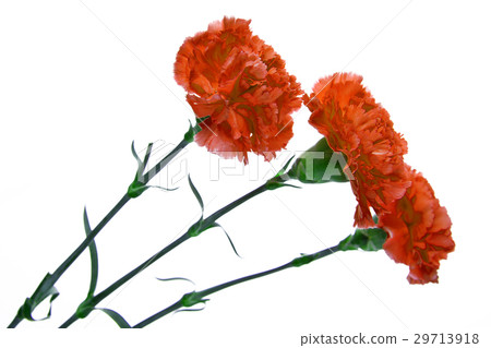 three red carnation on a white background. 29713918