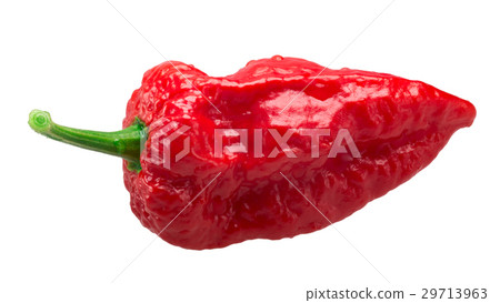 Bhut Jolika ghost peppers, paths 29713963