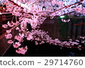 Cherry blossoms at night on Meguro River 29714760
