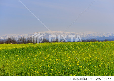 Rapeseed fields in Fukushima-dora 29714767