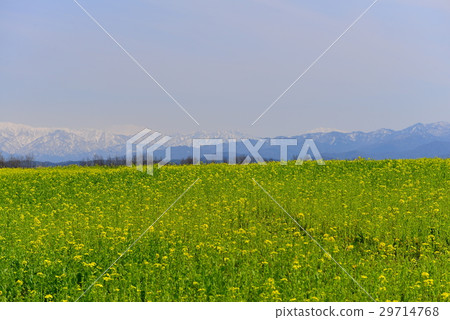 Rapeseed fields in Fukushima-dora 29714768