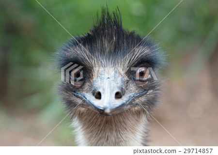 Ostrich head closeup outdoors 29714857