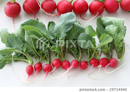 Mini radish radish 29714940