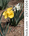 Yellow daffodil 29715004