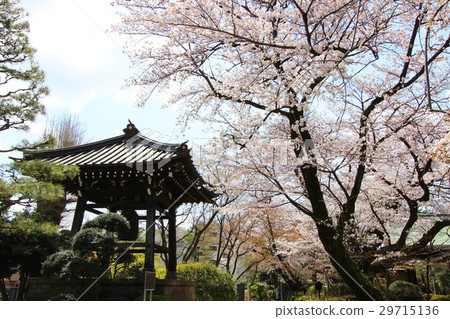 Cherry blossoms at Gotokuji 29715136