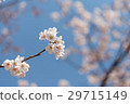 四月的風景[櫻樂] 29715149