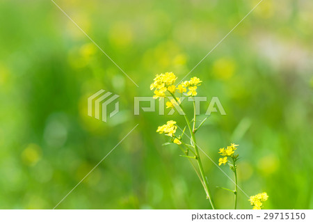 四月的風景[一個油菜花田] 29715150