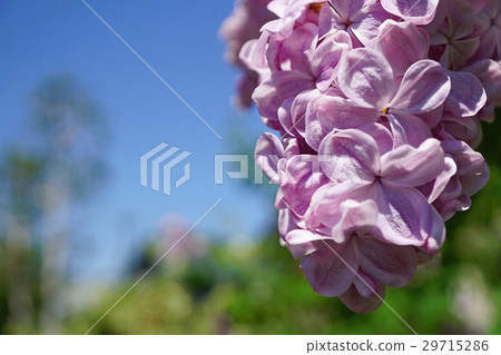 新鮮和美麗的丁香 29715286