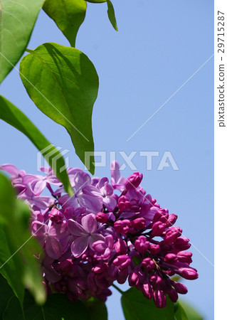 新鮮和美麗的丁香 29715287