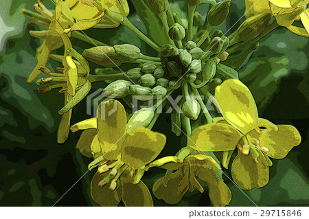 Korean flower, flower, flower, Korean cauliflower, flower, illustration, Gardening, illustration 29715846