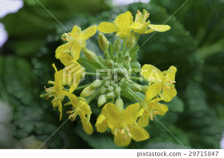 Korean flower, flower, flower, Korean cauliflower, flower, illustration, Gardening, illustration Korean flower, flower, flower, Korean cauliflower, flower, illustration, Gardening, illustration 29715847