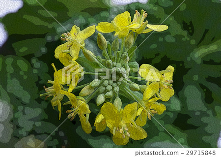 Korean flower, flower, flower, Korean cauliflower, flower, illustration, Gardening, illustration Korean flower, flower, flower, Korean cauliflower, flower, illustration, Gardening, illustration 29715848