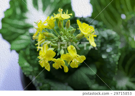 Korean flower, flower, flower, Korean cauliflower, flower, illustration, Gardening, illustration 29715853