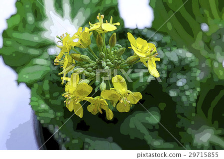 Korean flower, flower, flower, Korean cauliflower, flower, illustration, Gardening, illustration Korean flower, flower, flower, Korean cauliflower, flower, illustration, Gardening, illustration 29715855