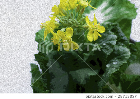 韓國花，花卉，花卉，韓國花椰菜，花卉，插圖，園藝，插圖 29715857
