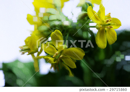 韓國花，花卉，花卉，韓國花椰菜，花卉，插圖，園藝，插圖 29715860