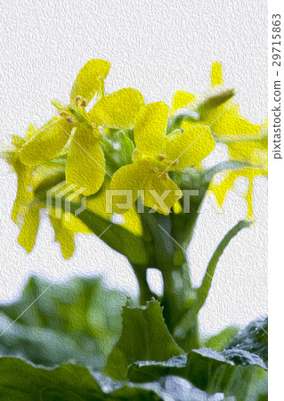 韓國花，花卉，花卉，韓國花椰菜，花卉，插圖，園藝，插圖 29715863