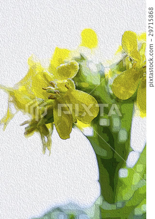 Korean flower, flower, flower, Korean cauliflower, flower, illustration, Gardening, illustration Korean flower, flower, flower, Korean cauliflower, flower, illustration, Gardening, illustration 29715868