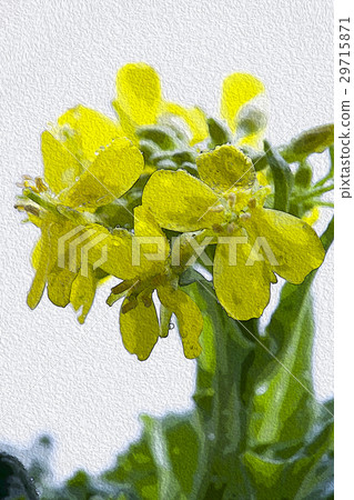 Korean flower, flower, flower, Korean cauliflower, flower, illustration, Gardening, illustration Korean flower, flower, flower, Korean cauliflower, flower, illustration, Gardening, illustration 29715871