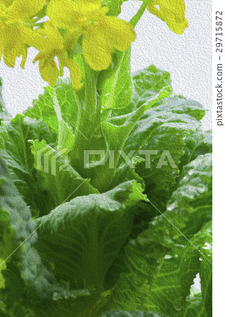 韓國花，花卉，花卉，韓國花椰菜，花卉，插圖，園藝，插圖 29715872