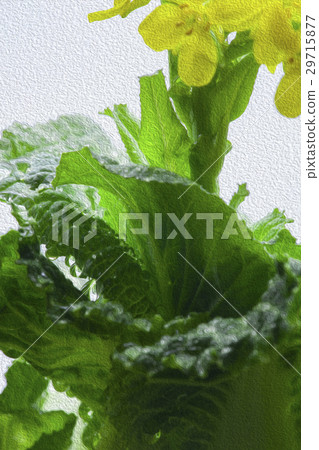 Korean flower, flower, flower, Korean cauliflower, flower, illustration, Gardening, illustration Korean flower, flower, flower, Korean cauliflower, flower, illustration, Gardening, illustration 29715877