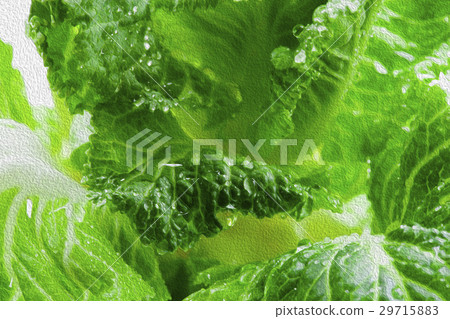 韓國花，花卉，花卉，韓國花椰菜，花卉，插圖，園藝，插圖 29715883