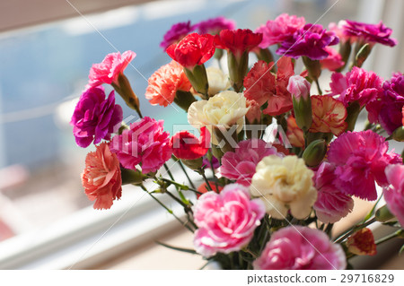 Indoor flower on the windowsill. white vase, pot 29716829