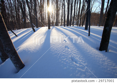 Dawn of winter forest Dawn of winter forest 29717001