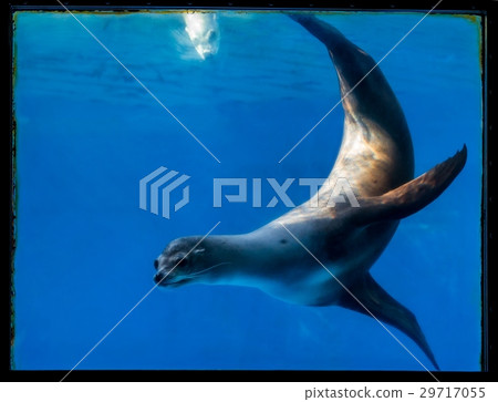 Sea lions in Barcelona's zoo of Spain 29717055