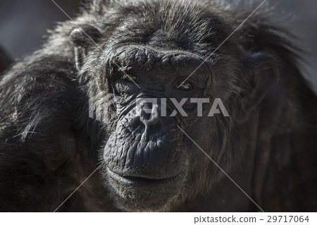 Old chimpanzee portrait at the zoo 29717064