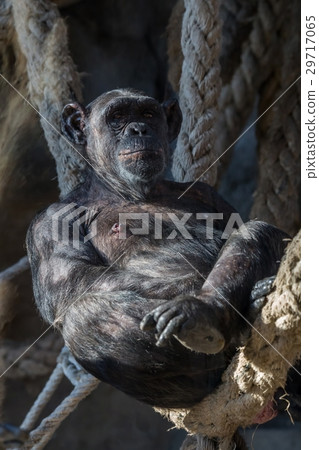 Old chimpanzee portrait at the zoo 29717065