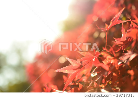 秋天的樹葉 29717313