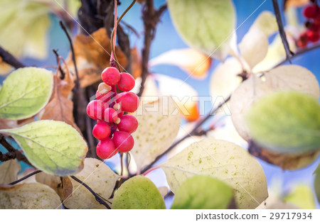 Branch of chinese magnolia vine berries 29717934